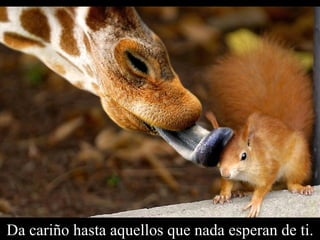 Da cariño hasta aquellos que nada esperan de ti. 