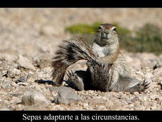 Sepas adaptarte a las circunstancias. 