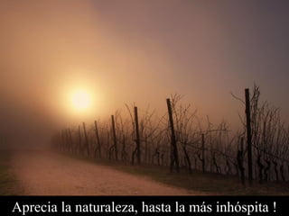 Aprecia la naturaleza, hasta la más inhóspita ! 