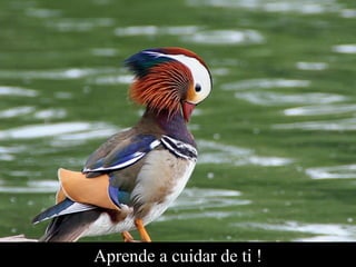 Aprende a cuidar de ti ! 