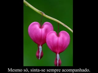 Mesmo só, sinta-se sempre acompanhado.
 