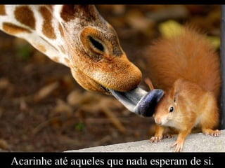 Acarinhe até aqueles que nada esperam de si.
 