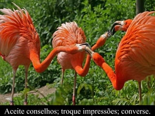 Aceite conselhos; troque impressões; converse.
 