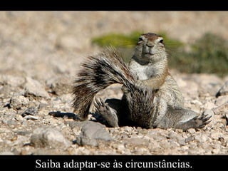 Saiba adaptar-se às circunstâncias.
 