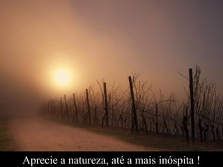 Aprecie a natureza, até a mais inóspita !
 