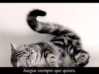 Juegue siempre que quiera. 