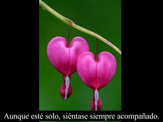 Aunque esté solo, siéntase siempre acompañado. 