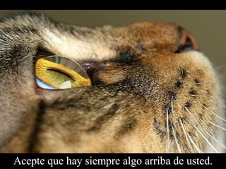 Acepte que hay siempre algo arriba de usted. 