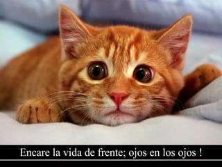 Encare la vida de frente; ojos en los ojos ! 