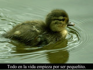 Todo en la vida empieza por ser pequeñito. 