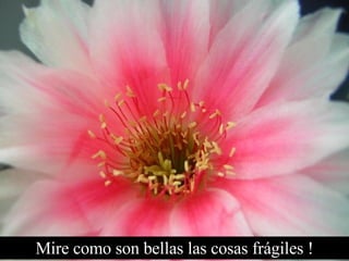 Mire como son bellas las cosas frágiles ! 