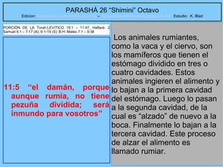 52
PARASHÁ 26 “Shimini” Octavo
Edicion: Regresando a las Raices de la Fe – regresandoalasraicesdelafe@gmail.com Estudio: K. Blad
11:5 “el damán, porque
aunque rumia, no tiene
pezuña dividida; será
inmundo para vosotros”
Los animales rumiantes,
como la vaca y el ciervo, son
los mamíferos que tienen el
estómago dividido en tres o
cuatro cavidades. Estos
animales ingieren el alimento y
lo bajan a la primera cavidad
del estómago. Luego lo pasan
a la segunda cavidad, de la
cual es “alzado” de nuevo a la
boca. Finalmente lo bajan a la
tercera cavidad. Este proceso
de alzar el alimento es
llamado rumiar.
PORCIÓN DE LA Torah:LEVíTICO 19:1 – 11:47; Haftará: 2
Samuel 6:1 – 7:17 (A); 6:1-19 (S); B.H::Mateo 7:1 – 9:38
 