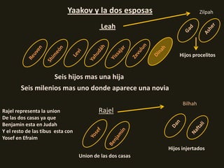 Yaakov y la dos esposas                       Zilpah

                                            Leah


                                                                Hijos procelitos


                   Seis hijos mas una hija
        Seis milenios mas uno donde aparece una novia

                                                                  Bilhah
Rajel representa la union                  Rajel
De las dos casas ya que
Benjamin esta en Judah
Y el resto de las tibus esta con
Yosef en Efraim
                                                            Hijos injertados
                                   Union de las dos casas
 