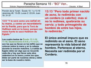 76
Parasha Semana 15 - “BO” Ven..
Edición: RegresandoalasRaices.org – mesianicoscolombia@gmail.com - Estudio: K Blad
13:13 “Pero todo primer nacido
de asno, lo redimirás con
un cordero (o cabrito); mas si
no lo redimes, quebrarás su
cerviz; y todo primogénito de
hombre de entre tus hijos,
lo redimirás.”
El único animal impuro que es
redimido es el asno. El asno
representa la vida laboral del
hombre. Pertenece al eterno.
Necesita ser redimida por el
Cordero.
13:9 “Y te será como una señal en
tu mano, y como un recordatorio
en tu frente, para que la Torá de
HaShem esté en tu boca; porque con
mano fuerte te sacó HaShem de
Egipto.”
Los cuatro textos de Éxodo 13:1-10;
11-16; Deuteronomio 6:4-9 y 11:13-21,
son los que se llevan en los tefilín que se
colocan sobre la mano y en la cabeza
durante la oración matutina. La salida de
Egipto debe ser algo que se recuerde
cada día y hay que llevar esta obra
redentora en la mano y entre los ojos.
Debe ser parte de nuestras obras y debe
ser la base de nuestra visión.
Porción de la Torah: Éxodo 10: 1 a 13:16
Jeremías 46: 13-28; Lucas 2: 22-24; Juan
19: 31-37
 
