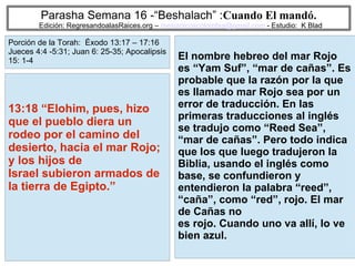 3
Parasha Semana 16 -“Beshalach” :Cuando El mandó.
Edición: RegresandoalasRaices.org – mesianicoscolombia@gmail.com - Estudio: K Blad
El nombre hebreo del mar Rojo
es “Yam Suf”, “mar de cañas”. Es
probable que la razón por la que
es llamado mar Rojo sea por un
error de traducción. En las
primeras traducciones al inglés
se tradujo como “Reed Sea”,
“mar de cañas”. Pero todo indica
que los que luego tradujeron la
Biblia, usando el inglés como
base, se confundieron y
entendieron la palabra “reed”,
“caña”, como “red”, rojo. El mar
de Cañas no
es rojo. Cuando uno va allí, lo ve
bien azul.
13:18 “Elohim, pues, hizo
que el pueblo diera un
rodeo por el camino del
desierto, hacia el mar Rojo;
y los hijos de
Israel subieron armados de
la tierra de Egipto.”
Porción de la Torah: Éxodo 13:17 – 17:16
Jueces 4:4 -5:31; Juan 6: 25-35; Apocalipsis
15: 1-4
 