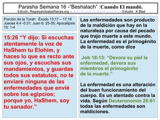 47
Parasha Semana 16 -“Beshalach” :Cuando El mandó.
Edición: RegresandoalasRaices.org – mesianicoscolombia@gmail.com - Estudio: K Blad
Las enfermedades son producto
de la maldición que hay en la
naturaleza por causa del pecado
que trajo muerte a este mundo.
La enfermedad es el primogénito
de la muerte, como dice
Job 18:13: “Devora su piel la
enfermedad, devora sus
miembros el primogénito
de la muerte.”
La enfermedad es una alteración
del buen funcionamiento del
cuerpo. Es un atentado contra la
vida. Según Deuteronomio 28:61
todas las enfermedades son
maldiciones.
15:26 “Y dijo: Si escuchas
atentamente la voz de
HaShem tu Elohim, y
haces lo que es recto ante
sus ojos, y escuchas sus
mandamientos, y guardas
todos sus estatutos, no te
enviaré ninguna de las
enfermedades que envié
sobre los egipcios;
porque yo, HaShem, soy
tu sanador.”
Porción de la Torah: Éxodo 13:17 – 17:16
Jueces 4:4 -5:31; Juan 6: 25-35; Apocalipsis
15: 1-4
 