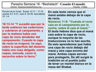 58
Parasha Semana 16 -“Beshalach” :Cuando El mandó.
Edición: RegresandoalasRaices.org – mesianicoscolombia@gmail.com - Estudio: K Blad
En este texto vemos que el
maná estaba debajo de la capa
de rocío.
Números 11:9: “Cuando el rocío
caía en el campamento por la
noche, sobre él caía el maná.”
El texto hebreo dice que el maná
caía sobre la capa de rocío,
aunque la mayoría de las
traducciones no lo han escrito.
De esto aprendemos que había
una capa de rocío debajo del
maná y otra capa encima del
maná. Ambas capas servían
para protegerlo. De allí surgió la
tradición en el pueblo judío
de tener un mantel blanco en la
mesa del Shabat.
16:13-14 “Y sucedió que por la
tarde subieron las codornices
y cubrieron el campamento, y
por la mañana había una
capa de rocío alrededor del
campamento. Cuando la capa
de rocío se evaporó, he aquí,
sobre la superficie del desierto
había una cosa delgada, como
copos, menuda, como la
escarcha sobre la tierra.”
Porción de la Torah: Éxodo 13:17 – 17:16
Jueces 4:4 -5:31; Juan 6: 25-35; Apocalipsis
15: 1-4
 