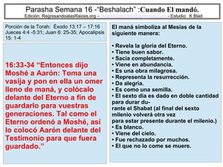 70
Parasha Semana 16 -“Beshalach” :Cuando El mandó.
Edición: RegresandoalasRaices.org – mesianicoscolombia@gmail.com - Estudio: K Blad
El maná simboliza al Mesías de la
siguiente manera:
• Revela la gloria del Eterno.
• Tiene buen sabor.
• Sacia completamente.
• Viene en abundancia.
• Es una obra milagrosa.
• Representa la resurrección.
• Da alegría.
• Es como una semilla.
• El sexto día es dado en doble cantidad
para durar du-
rante el Shabat (al final del sexto
milenio volverá otra vez
para estar presente durante el milenio.)
• Es blanco.
• Viene del cielo.
• Fue rechazado por muchos.
• El que no lo come se muere.
16:33-34 “Entonces dijo
Moshé a Aarón: Toma una
vasija y pon en ella un omer
lleno de maná, y colócalo
delante del Eterno a fin de
guardarlo para vuestras
generaciones. Tal como el
Eterno ordenó a Moshé, así
lo colocó Aarón delante del
Testimonio para que fuera
guardado.”
Porción de la Torah: Éxodo 13:17 – 17:16
Jueces 4:4 -5:31; Juan 6: 25-35; Apocalipsis
15: 1-4
 