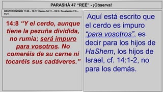 PARASHÁ 47 “REÉ” - ¡Observa! 
14:8 “Y el cerdo, aunque 
tiene la pezuña dividida, 
no rumia; será impuro 
para vosotros. No 
comeréis de su carne ni 
tocaréis sus cadáveres.” 
Aquí está escrito que 
el cerdo es impuro 
“para vosotros”, es 
decir para los hijos de 
HaShem, los hijos de 
Israel, cf. 14:1-2, no 
para los demás. 
DEUTERONOMIO 11:26 – 16:17 / Isaías 54:11 – 55:5 / Revelación 7:9 – 
9:21 
 