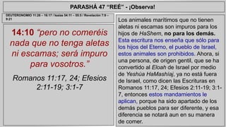 PARASHÁ 47 “REÉ” - ¡Observa! 
14:10 “pero no comeréis 
nada que no tenga aletas 
ni escamas; será impuro 
para vosotros.” 
Romanos 11:17, 24; Efesios 
2:11-19; 3:1-7 
Los animales marítimos que no tienen 
aletas ni escamas son impuros para los 
hijos de HaShem, no para los demás. 
Esta escritura nos enseña que sólo para 
los hijos del Eterno, el pueblo de Israel, 
estos animales son prohibidos. Ahora, si 
una persona, de origen gentil, que se ha 
convertido al Eloah de Israel por medio 
de Yeshúa HaMashíaj, ya no está fuera 
de Israel, como dicen las Escrituras en 
Romanos 11:17, 24; Efesios 2:11-19; 3:1- 
7, entonces estos mandamientos le 
aplican, porque ha sido apartado de los 
demás pueblos para ser diferente, y esa 
diferencia se notará aun en su manera 
de comer. 
DEUTERONOMIO 11:26 – 16:17 / Isaías 54:11 – 55:5 / Revelación 7:9 – 
9:21 
 