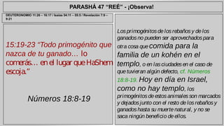 PARASHÁ 47 “REÉ” - ¡Observa! 
15:19-23 “Todo primogénito que 
nazca de tu ganado… lo 
comerás… en el lugar que HaShem 
escoja.” 
Números 18:8-19 
Los primogénitos de los rebaños y de los 
ganados no pueden ser aprovechados para 
otra cosa que comida para la 
familia de un kohén en el 
templo, o en las ciudades en el caso de 
que tuvieran algún defecto, cf. Números 
18:8-19. Hoy en día en Israel, 
como no hay templo, los 
primogénitos de estos animales son marcados 
y dejados junto con el resto de los rebaños y 
ganados hasta su muerte natural, y no se 
saca ningún beneficio de ellos. 
DEUTERONOMIO 11:26 – 16:17 / Isaías 54:11 – 55:5 / Revelación 7:9 – 
9:21 
 
