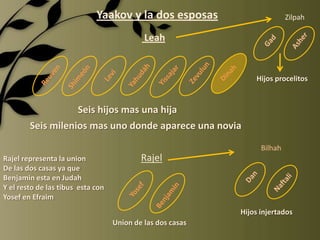 Yaakov y la dos esposas                       Zilpah

                                            Leah


                                                                Hijos procelitos


                   Seis hijos mas una hija
        Seis milenios mas uno donde aparece una novia

                                                                  Bilhah
Rajel representa la union                  Rajel
De las dos casas ya que
Benjamin esta en Judah
Y el resto de las tibus esta con
Yosef en Efraim
                                                            Hijos injertados
                                   Union de las dos casas
 