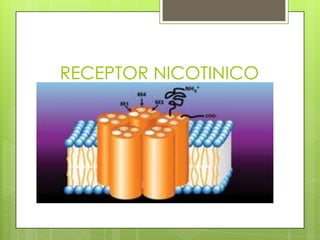 RECEPTOR NICOTINICO
 