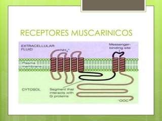 RECEPTORES MUSCARINICOS
 