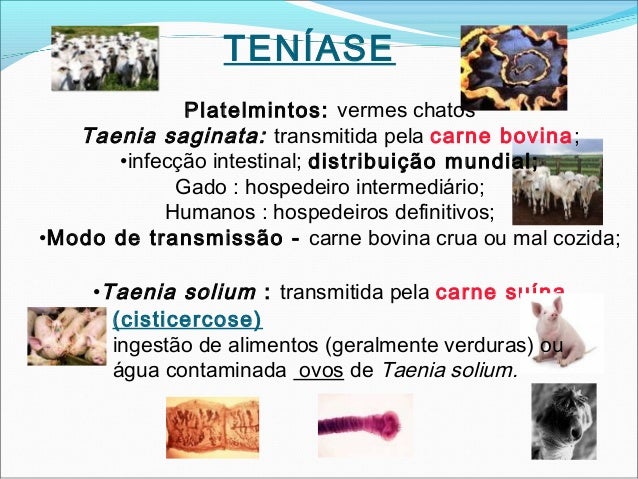 Vermes redondos em um gato e o seu tratamento