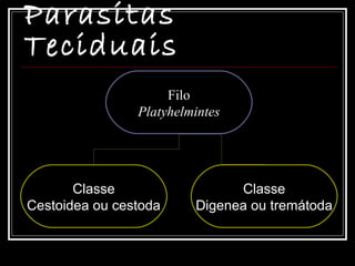 Parasitas
Teciduais
                     Filo
                Platyhelmintes




       Classe                  Classe
Cestoidea ou cestoda     Digenea ou tremátoda
 