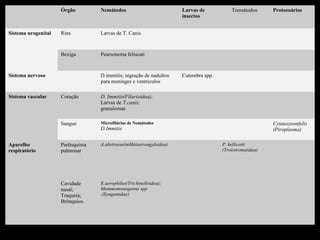 Órgão        Nemátodos                         Larvas de            Tremátodos      Protozoários
                                                                    insectos




     Parasitas Teciduais
Sistema urogenital   Rins         Larvas de T. Canis


                     Bexiga       Pearsonema feliscati


Sistema nervoso                   D.immitis; nigração de nadultos   Cuterebra spp.
                                  para meninges e ventriculos

Sistema vascular     Coração      D. Immitis(Filarioidea);
                                  Larvas de T.canis;
                                  granulomas

                     Sangue       Microfilárias de Nemátodos                                             Cytauxzoonfelis
                                  D.Immitis                                                              (Piroplasma)

Aparelho             Parênquima   A.abstrusus(mMetastrongyloidea)                    P. kellicotti
respiratório         pulmonar                                                        (Trolotrematidea)




                     Cavidade     E.aerophilus(Trichinelloidea);
                     nasal;       Mammomonoganus spp
                     Traqueia;    .(Syngamidae)
                     Brônquios.
 