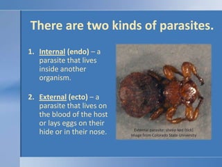 Parasite Def Parasitebiology | PPTX