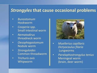 Strongyles that cause occasional problems<br />BunostomumHookworm<br />Cooperiaspp.Small intestinal worm<br />Nematodirust...