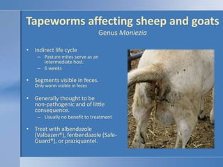 Sheep measles  (Ovine cysticercosis)<br />Sheep tapeworm of dogs<br />Transmitted to sheep eating forages contaminated  wi...