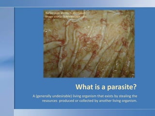 Barber pole worms in abomasumImage source: ScienceWatch.com<br />What is a parasite?<br />A (generally undesirable) living...