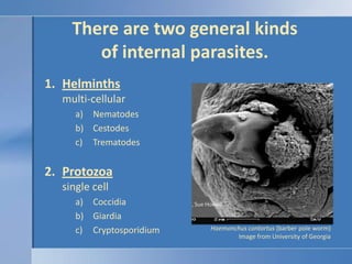 There are two general kinds of internal parasites.<br />Helminthsmulti-cellular<br />Nematodes<br />Cestodes<br />Trematod...
