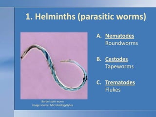 1. Helminths (parasitic worms)<br />NematodesRoundworms<br />CestodesTapeworms<br />TrematodesFlukes<br />Barber pole worm...
