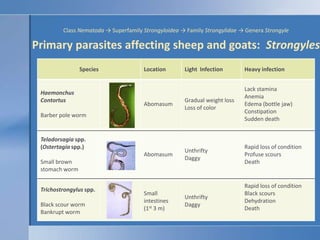 ClassNematoda -> SuperfamilyStrongyloidea -> FamilyStrongylidae-> Genera StrongylePrimary parasites affecting sheep and go...
