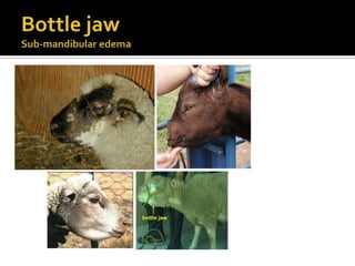 Eggs look the same as barber pole worm.“Scour” wormsImage source:  NADIS UK