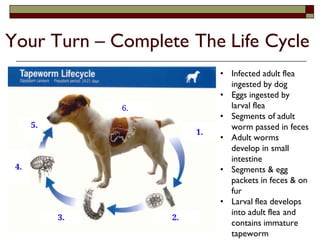 Ingesting Packets ParasiteHostRelationshipandLifeCycles.pdf