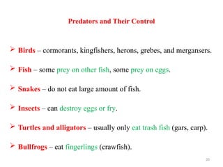 Parasite of fish (Crustaean) power point presentation | PPTX