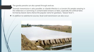  The giardia parasite can also spread through anal sex.
 Zoonotic transmission is also possible, so Giardia infection is a concern for people camping in
the wilderness or swimming in contaminated streams or lakes, especially the artificial lakes
formed by beaver dams (hence the popular name for giardiasis, "beaver fever").
 In addition to waterborne sources, fecal-oral transmission can also occur.
 