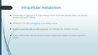 Intracellular metabolism
 Giardia relies on glucose as its major energy source and breaks glucose down into ethanol,
acetate and carbon dioxide.
 However, it can also use arginine as an energy source.
 B vitamins and bile salts, as well as glucose, are necessary for Giardia to survive.
 a low-carbohydrate diet was shown in mice to reduce the number of Giardia organisms
present
 