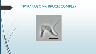 TRYPANOSOMA BRUCEI COMPLEX
 