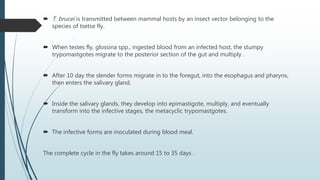 T. brucei is transmitted between mammal hosts by an insect vector belonging to the
species of tsetse fly.
 When testes fly, glossina spp., ingested blood from an infected host, the stumpy
trypomastgotes migrate to the posterior section of the gut and multiply .
 After 10 day the slender forms migrate in to the foregut, into the esophagus and pharynx,
then enters the salivary gland.
 Inside the salivary glands, they develop into epimastigote, multiply, and eventually
transform into the infective stages, the metacyclic trypomastgotes.
 The infective forms are inoculated during blood meal.
The complete cycle in the fly takes around 15 to 35 days .
 