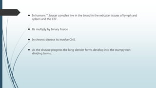  In humans T. brucei complex live in the blood in the reticular tissues of lymph and
spleen and the CSF .
 Its multiply by binary fission
 In chronic disease its involve CNS.
 As the disease progress the long slender forms develop into the stumpy non
dividing forms .
 