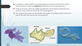  In addition to their flagella, some mastigophora are able to extend their interior
contents (that is known as cytoplasm ) outward in an arm-like protrusion.
 These protrusions, which are called pseudopodia, are temporary structures that
serve to entrap and direct food into the microorganism.
 The cytoplasmic extensions are flexible and capable of collapsing back to form the
bulk of the wall that bounds the microorganism.
 
