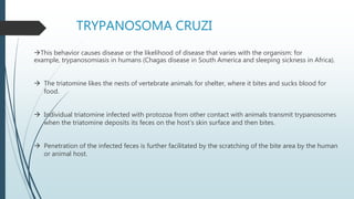 TRYPANOSOMA CRUZI
This behavior causes disease or the likelihood of disease that varies with the organism: for
example, trypanosomiasis in humans (Chagas disease in South America and sleeping sickness in Africa).
 The triatomine likes the nests of vertebrate animals for shelter, where it bites and sucks blood for
food.
 Individual triatomine infected with protozoa from other contact with animals transmit trypanosomes
when the triatomine deposits its feces on the host's skin surface and then bites.
 Penetration of the infected feces is further facilitated by the scratching of the bite area by the human
or animal host.
 