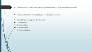  Trypanosoma is the etiologic agent of chaga`s disease or American trypanosomiasis.
 T. cruzi, unlike other trypanosomes is an intracellular parasite.
 It exhibit four all stages of development
 1) amastigote
 2) promastigote
 3) epimastigote
 4) trypomastgotes
 