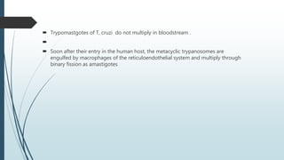  Trypomastgotes of T, cruzi do not multiply in bloodstream .

 Soon after their entry in the human host, the metacyclic trypanosomes are
engulfed by macrophages of the reticuloendothelial system and multiply through
binary fission as amastigotes
 